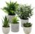 BUCOMTU Pack of 5 Artificial Plants, Mini Artificial Plants Snake Tongue, Agave Succulent, Eagle Claw Aloe, Artificial Plants for Bedroom, Office Decoration (Original Colour)