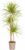 Dracaena Marginata Sunray Dragon Tree Indoor Plant Diameter 24 cm 130-150