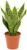 Sansevieria Trifasciata Futura Superba Approx. 30 cm – Colourful Arch Hemp Indoor Plant | Easy Care Air Purifying Modern | Ideal for Home & Office