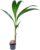 Bloomique – Cocos Nucifera – Coconut Palm – Large Indoor Plants – Easy Care – Pet Friendly – Height 100-120 cm – Pot 19 cm