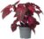 Plant in a Box – Iresine Herbstii – Blood Leaf Red – Indoor Plant – Pot 13 cm – Height 20-30 cm