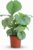 Green boutiQ – Indoor Plant – Basket Marante – Calathea Orbifolia – Green – Easy Care – 1 Plant – Pot 21 cm – Height 60-70 cm