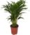 Dypsis Lutescens Golden Fruit Palm Tree Approx. 40-50 cm Diameter 12-15 cm Pot Easy Care Indoor Plants for Home and Office Quality from Professional Plants Ideal Room Greenery