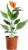 Strelitzia – 1 Plant – House/Office Life Indoor Potted Plant Tree in 12 cm Pot