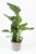 Strelitzia nicolai Bird of Paradise Flower – Tropical Indoor Plant Easy Care 70 cm High