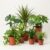 „Air Purifier“ Plant Set | Set of 7 | Monstera, Spathiphyllum, Dracaena, Dieffenbachia, Green Lily, Fatsia, Ivy | Approx. 30-70 cm | Diameter 12-15 cm Pot | Indoor Plants for Home and Office