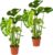 Bloomique – 2er-Set – Monstera Deliciosa – Fensterblatt – Zimmerpflanzen – Pflegeleicht – Luftreinigend – Höhe 50-70 cm – Topf 17 cm