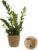 Glücksfeder + 1 x Seagrass Basket | Zamioculcas zamiifolia | Approx. 40-50 cm | Diameter 12-15 cm Pot | Easy Care Indoor Plants for Home and Office | Quality from Plant Professional | Ideal Room