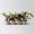 Calathea Mini Mix Random Pot Diameter 7 cm Height Approx. 10-15 cm 8 Plants
