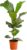Dehner Violin Fig, Impressive Foliage, Approx. 65-75 cm, Pot Diameter 17 cm
