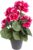 Botanic-Haus Artificial Geranium (Geranium Bush) with 5 Flower Heads in Black Plastic Pot (Beauty)