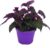 Exotenherz – Gynura Purple Passion – Velvet Leaf – Velvet Nettle – Purple Plant – 9 cm