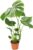 Monstera deliciosa | Window Leaf | Approx. 55-70 cm | Diameter 12-15 cm Pot | Easy Care Indoor Plants for Home and Office | Quality from Plant Professional | Ideal Room Greenery