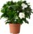 GardenersDream Gardenia Jasminoides Plant in 12 cm Pot – Real Flowering Indoor Plant – Ornamental Shrub Hardy Evergreen – Scented Jasmine Plant for Balconies, Tubs