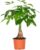 Pachira Aquatica Money Tree, Indoor Plant in Growing Pot, 12 cm