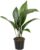 Aspidistra Elatior 50 cm – Cobbler Palm/Butcher Palm – Robust Indoor Plant for Easy-Care Room Greening, Air Purification and Shade Compatibility