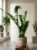 Zamioculcas Zamiifolia Lucky Feather Approx. 90 cm, XXL Indoor Plant, Easy to Clean