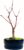Bonsai DE – Bonsai Tree Japanese Maple – Acer Maple Trees / Japanese Maples / Is 25-30 cm High (Deshojo P12 Red)