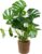 Bloomique – Monstera Deliciosa – Window Leaf – Indoor Plants – Easy Care – Air Purifying – Height 70-80 cm – With Seagrass Basket 21 cm – Pot 21 cm