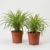 Green Lily | Set of 2 | Chlorophytum | Approx. 40-50 cm | Diameter 12-15 cm Pot | Easy Care Indoor Plants for Home and Office | Quality from Plant Professional | Ideal Room Greenery