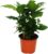 Exotenherz – Coffee Plant (Coffea arabica) 1 Plant – Indoor Plant