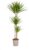 Drachenbaum Dracaena Marginata Green Zimmerpflanze Ø24 cm 130-150 cm