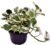 Epipremnum Pinnatum ‚N-Joy‘ 20-30 cm – White Panashed Ivy – Easy Care Indoor Plant – Air Purifying & Decorative – Ideal for Living Room, Office & Hanging Baskets