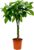 Lucky Chestnut | Pachira | Approx. 40-50 cm | Diameter 12-15 cm Pot | Easy Care Indoor Plants for Home and Office | Quality from Professional Plants | Ideal Room Greenery