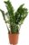 Bloomique – Zamioculcas Zamiifolia – Lucky Feather – Large Indoor Plants – Very Easy Care – Purifies Air – Height 80-90 cm – Pot 21 cm