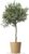 Bloomify Olive Tree „Olivia“ | 80 to 110 cm Large Perennial Olive Tree Trunk | Protected Hardy and Easy-Care Olive Plant for Patio or Balcony | Very Yielding