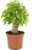 Gardeners Dream Ficus Benjamini ‚Kinky‘ (Height Including Pot: 20-30 cm) – Birch Fig Indoor Plant – Real Plants for Indoor Plants – Green Plants – Plant Decoration – Large Pot Plant