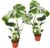 Monstera deliciosa | Set of 2 | Window Leaf | Approx. 55-70 cm | Diameter 12-15 cm Pot | Easy Care Indoor Plants for Home and Office | Quality from Plant Professional | Ideal Room Greenery