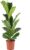 Fiddle Leaf Fig Ficus Lyrata Height approx. 100 cm, Pot Diameter 21 cm