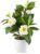 PASCH Camellia in High-Gloss Ceramic Pot, Artificial Flowers in Pot, Artificial Flowers Like Real, Fake Flowers, Artificial Flowers Like Real (Camellia Japonica White, 29 cm)