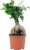Chinese Fig – Easy-Care Indoor Plant, Ficus Ginseng – Height Approx. 25 cm, Pot Diameter 12 cm