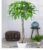 Baldur Garden 1x Pachira Aquatica Approx. 120-130 cm High in 24 cm Pot
