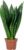 Sansevieria Trifasciata Black Coral Bow Hemp Easy-Care Indoor Plant, Height Approx. 35 cm, Pot Diameter 12 cm