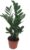 Lucky Feather, Zamioculcas Zamiifolia, Zamie, Zamia Fern, Zamia Palm, Easy-care Indoor Plant