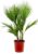 Washingtonia Robusta, Mexican Fan Palm, Palm Tree, Hardy, 21 cm Diameter, 80–100 cm