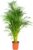 Dypsis Areca Palm Indoor Plant in Growing Pot