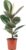 Rubber Tree – Easy-Care Indoor Plant, Ficus Elastica ‚Robusta‘ – Height Approx. 50 cm, Pot Diameter 17 cm