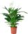 Single Leaf Real Indoor Plant, Spathiphyllum Lauretta, Height Approx. 90 cm, Pot Diameter 19 cm