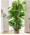 Baldur Garten 1x Monstera Window Leaf Approx. 60-70 cm High