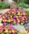 Baldur Garden 3 Hardy Ice Flowers Summer Mix, Plants in 9 x 9 cm Pot