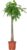 Bloomique – Pachira Aquatica – Lucky Chestnut – Large Indoor Plants – Air Purifying – Easy Care – Height 130-150 cm – Pot 27 cm