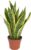Arched hemp – Sansevieria trifasciata Laurentii – height approx. 35 cm, pot diameter 12 cm