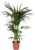 Kentia Palm Tree (Howea forsteriana) 140-160 cm – Robust Indoor Plant – Easy-Care Decorative Element for Living Room, Office and Bedroom