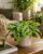 Maranta Leuconeura Kerchoveana – Prayer Plant & Basket Marante, Decorative Houseplant with Unique Leaf Pattern, Easy Care, Air Enhancing, for Living Room & Office, Approx. 30 cm
