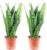 Sansevieria Trifasciata Black Coral Bow Hemp Set of 2 Easy-Care Indoor Plant, Height Approx. 35 cm, Pot Diameter 12 cm