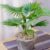 Gardeners Dream Livistona Rotundifolia Palm Tree – Real Plants for Indoor Use – Green Plants Indoor Plants – Air Purifying Plant – Plants for Office, Living Room etc.